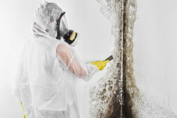 Best Post-Flood Mold Remediation in San Carlos, AZ