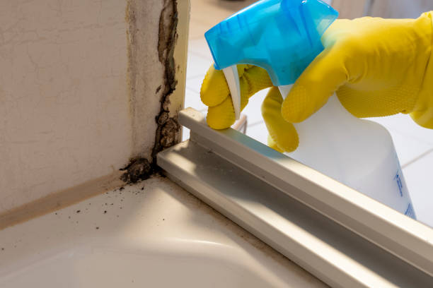 Trusted San Carlos, AZ Mold Remediation Experts