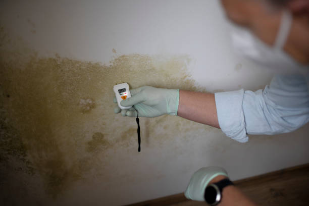 Best Mold Testing and Inspection Services in San Carlos, AZ