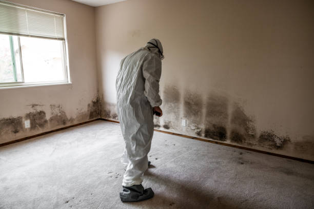 Best Post-Flood Mold Remediation in San Carlos, AZ