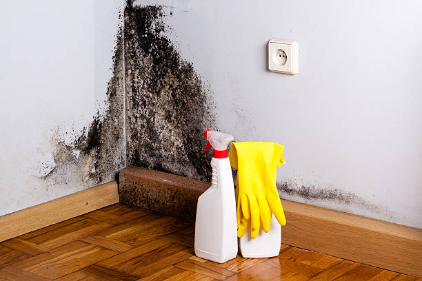 Best DIY Mold Remediation Support Services in San Carlos, AZ