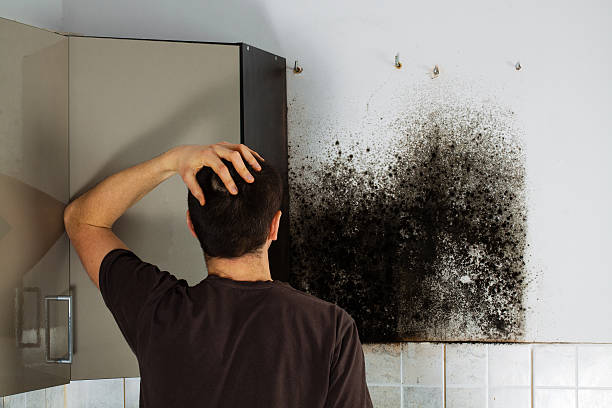 Best Kitchen Mold Remediation in San Carlos, AZ