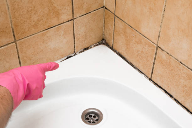 Best Mold Testing and Inspection Services in San Carlos, AZ